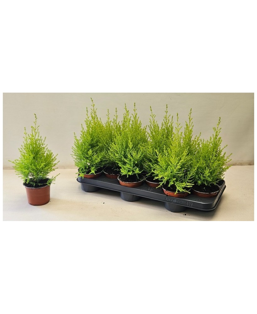 Cupressus Macrocarpa Goldcrest Wilma M10 | Ciprés Limón Compacto para Interior y Exterior

