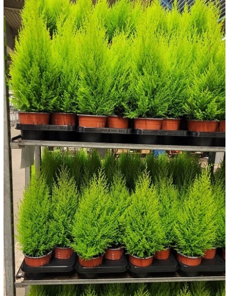 Cupressus Macrocarpa Goldcrest Wilma Oro M14 | Ciprés Wilma Oro Verde Lima