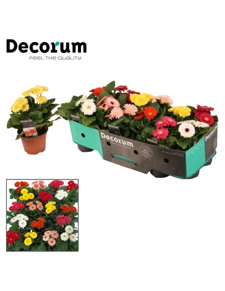 Gerbera Sundayz M12 - Planta Ornamental con Flores Vivas y Duraderas | Endanea Garden