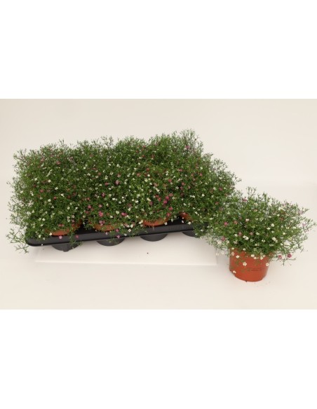 GYPSOPHILA MURALIS GYPSY DUO BICOLOR M14