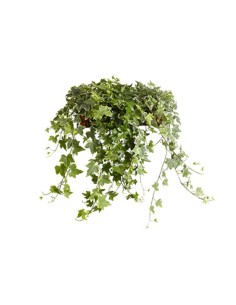 Hedera Helix M13  Planta Trepadora y Purificadora de Aire | Endanea Garden

