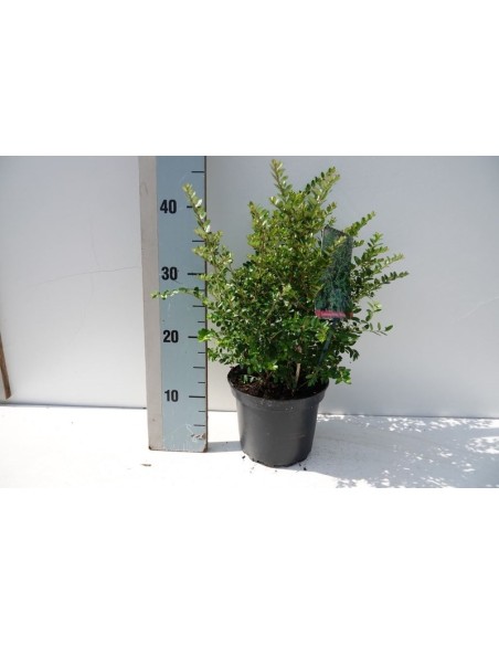 Lonicera Nitida 'Elegant'  Arbusto Perenne para Setos y Borduras, Follaje Verde Todo el Año

