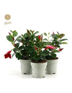 MENDEVILLA RIO BUSH M10