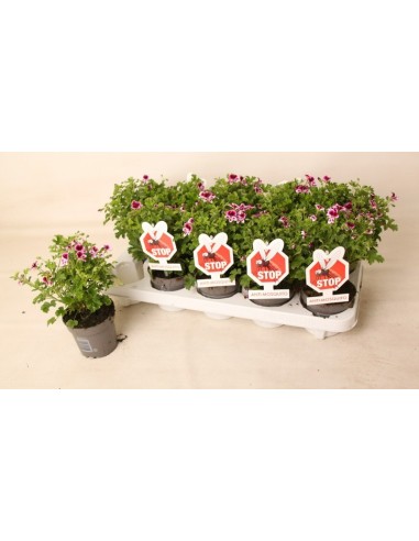 Pelargonium Antimosquito EVA M10.5  Planta Repelente Natural para Mosquitos | Endanea Garden

