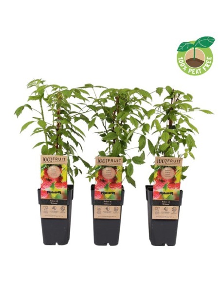 Rubus idaeus Ottawa Rojo M15 | Frambueso Rojo Productivo y Resistente