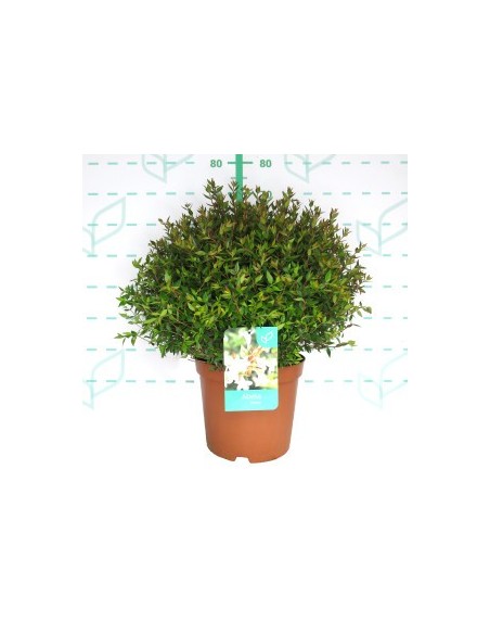 Abelia Grandiflora Postrata 2L  Arbusto Perenne para Borduras y Cobertura de Suelos | Endanea Garden