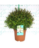 Abelia Grandiflora Postrata 2L  Arbusto Perenne para Borduras y Cobertura de Suelos | Endanea Garden

