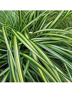 Carex oshimensis Eversheen 2.5L  Planta Perenne con Follaje Verde y Amarillo