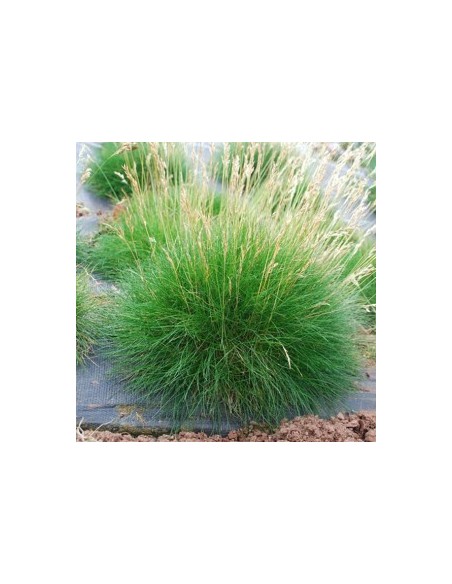 Festuca Gautieri 2.5L  Césped Ornamental Resistente y Bajo Mantenimiento