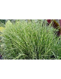 Miscanthus Sinensis Etincelle - Gramínea Ornamental para Jardín y Terraza | Endanea Garden