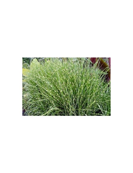 Miscanthus Sinensis Etincelle - Gramínea Ornamental para Jardín y Terraza | Endanea Garden