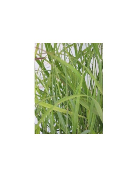 Panicum Virgatum Shenandoah 2.5L  Hierba Ornamental de Follaje Rojo Intenso