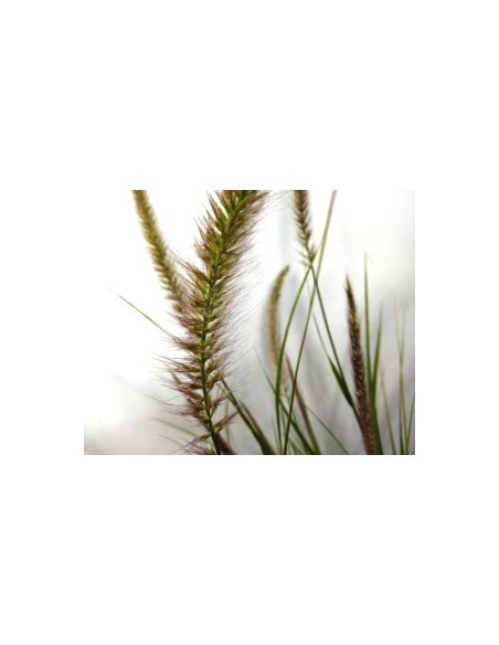 Pennisetum Advena Skyrocket 2.5L  Hierba Ornamental Elegante y Resistente