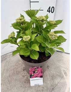 HYDRANGEA MACR. MIX 2