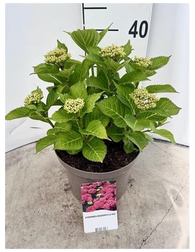 HYDRANGEA MACR. MIX