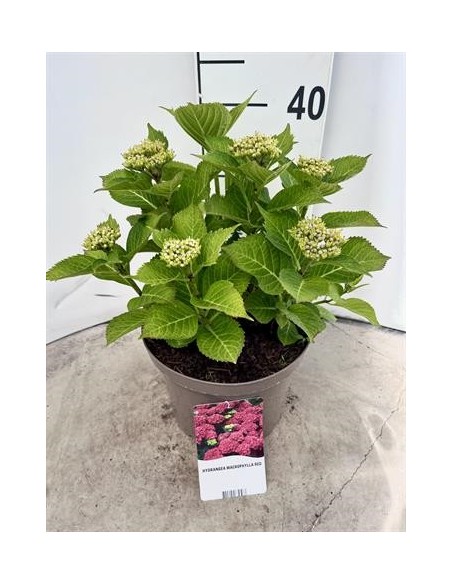 HYDRANGEA MACR. MIX