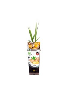 JENGIBRE ZINGIBER OFFICINALE 2L