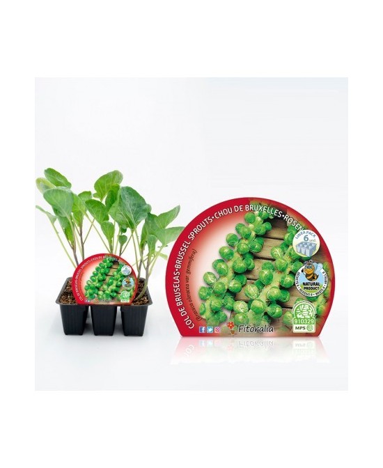 COL BRUSELAS PACK 6UNDS BRASSICA OLEARCEA  GEMMIFERA