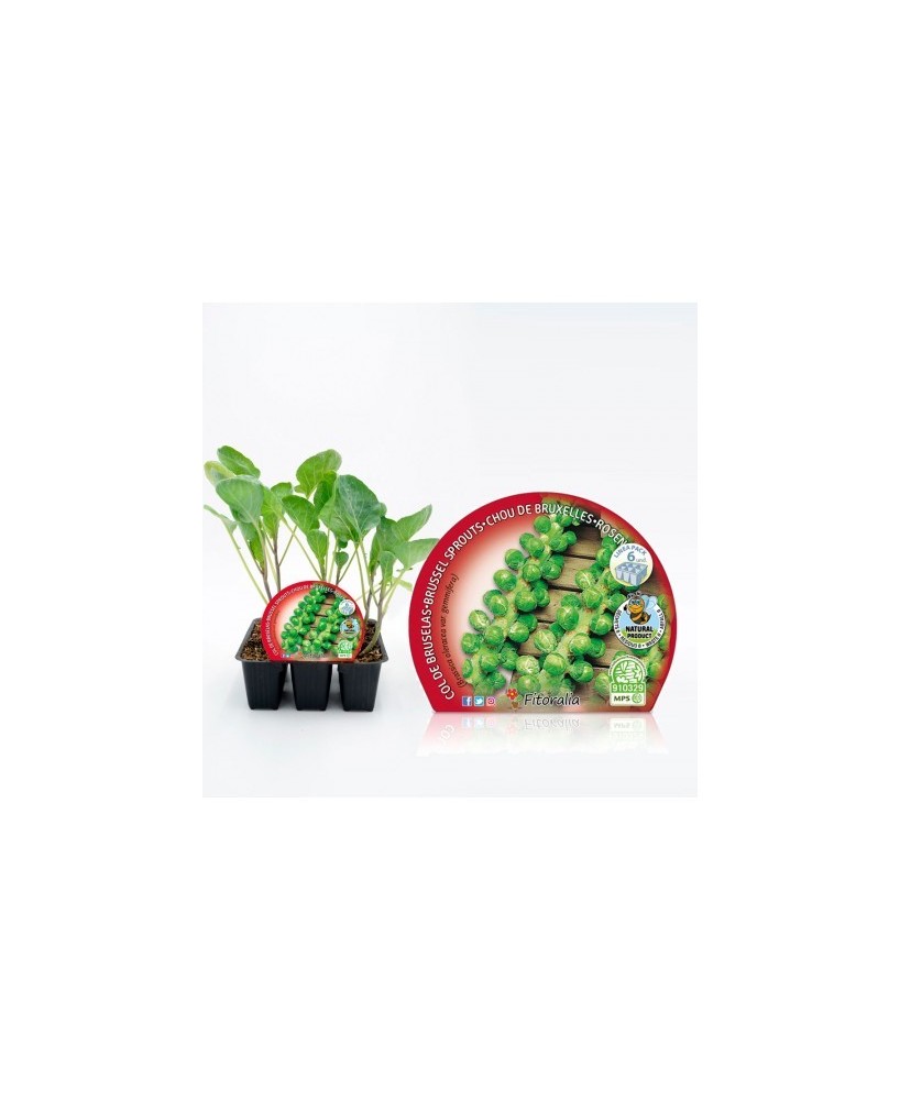 COL BRUSELAS PACK 6UNDS BRASSICA OLEARCEA  GEMMIFERA