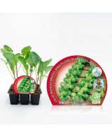 COL BRUSELAS PACK 6UNDS BRASSICA OLEARCEA  GEMMIFERA