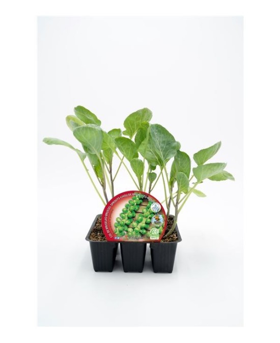 COL BRUSELAS PACK 6UNDS BRASSICA OLEARCEA  GEMMIFERA