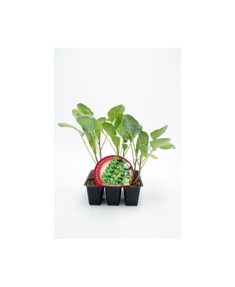 COL BRUSELAS PACK 6UNDS BRASSICA OLEARCEA  GEMMIFERA