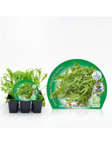 Pack 6 Plantas de Rúcula (Eruca sativa)  Cultivo Fácil y Rápido en Casa