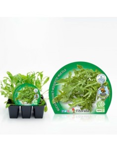 Pack 6 Plantas de Rúcula (Eruca sativa)  Cultivo Fácil y Rápido en Casa 2