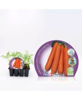 ZANAHORIA PACK 12UD DAUCUS CAROTA