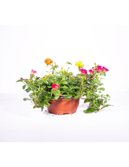 Planta Confetti Cuenco 15 - Follaje Vibrante y Fácil Cuidado | Endanea Garden