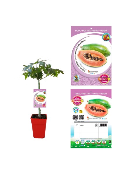 Papaya MC-20 en Maceta 7L  Planta Frutal Tropical para Jardines y Huertos | Endanea Garden

