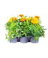 Tagete Barqueta KM0  Flores Vibrantes y Repelente Natural | Endanea Garden

