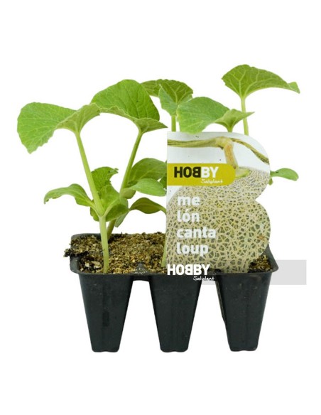 MELON CANTALOUP PACK1