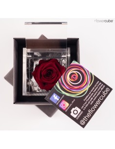 FLOWER CUBE SPECIAL ED ROSA 6X6+PACKAGING BURDEOS