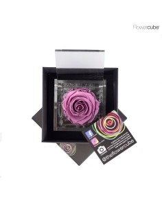 FLOWER CUBE SPECIAL ED ROSA 8X8+PACKAGING LILA