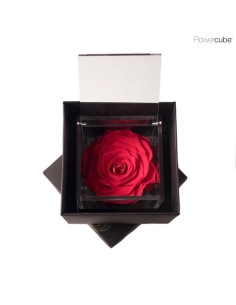 FLOWER CUBE SPECIAL ED ROSA 10X10 PACKAGING CORAL