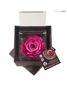 FLOWER CUBE SPECIAL ED ROSA 10X10+PACKAGING ARANDANO