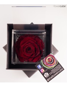 FLOWER CUBE SPECIAL ED ROSA 10X10+PACKAGING BURDEOS
