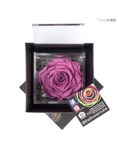 FLOWER CUBE SPECIAL ED ROSA 10X10+PACKAGING LILA