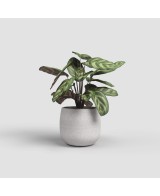 Maceta Hemera 29 cm Crema  Elegancia y Durabilidad para Tu Jardín | Endanea Garden

