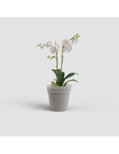 Maceta Madagascar 17 cm Transparente para Producción y Trasplante de Orquídeas