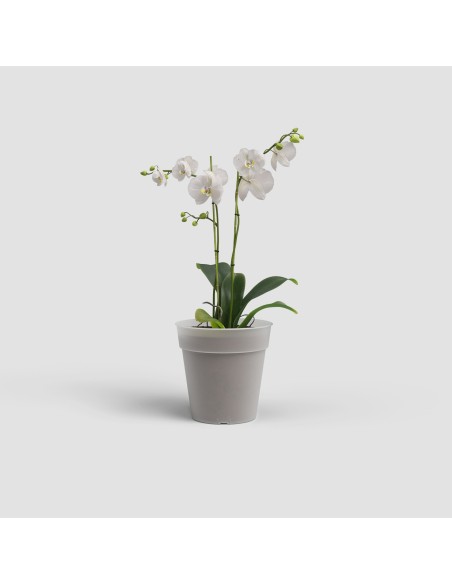 Maceta Madagascar 17 cm Transparente para Producción y Trasplante de Orquídeas