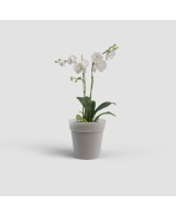 Maceta Madagascar 17 cm Transparente para Producción y Trasplante de Orquídeas