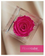 Flowercube Rosa 6x6 Packaging Fucsia Regalo Floral Elegante y Duradero