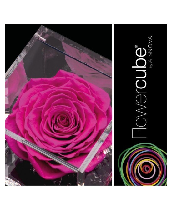 Flowercube Rosa 6x6 Packaging Fucsia Regalo Floral Elegante y Duradero