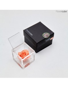 FLOWER CUBE SPECIAL ED ROSA 6X6+ PACKAGING CORAL