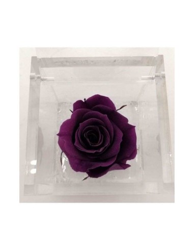 FLOWER CUBE ROSA 6X6+PACKAGING PURPURA