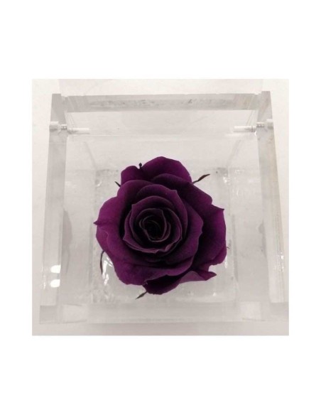 FLOWER CUBE ROSA 6X6+PACKAGING PURPURA