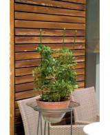 Soportes para Plantas en Macetas 60 cm  Acero Recubierto | Endanea Garden

