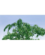 Malla Antipájaros 2x10 Stocker  Protección Durable para Jardín y Cultivos